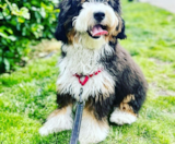Mini Bernedoodle Puppies For Sale Windy City Pups
